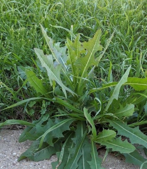 How To Get Rid Of Broadleaf Weeds Love The Garden